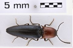 Foto (Dorsalansicht) von Ludioschema opacipennis (Kishii, 1993) (NHMW-ZOO-COL-0007197)